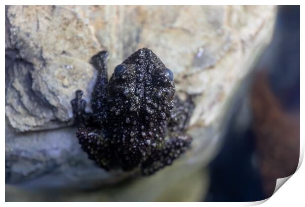 Mossy Frog Theloderma Corticale On Rock Print by Artur Bogacki