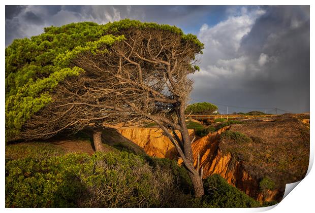 Old Windswept Tree And Ravine In Algarve, Portugal Print by Artur Bogacki