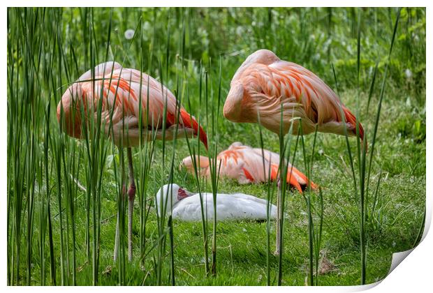 Chilean Flamingo Birds Sleeping Print by Artur Bogacki