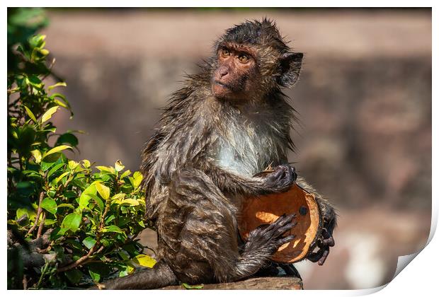 Wet Crab-eating Macaque With Coconut Shell Print by Artur Bogacki