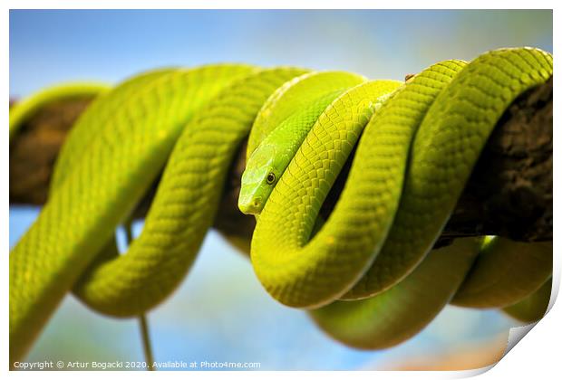 Green Mamba Coiled Up On A Branch Print by Artur Bogacki
