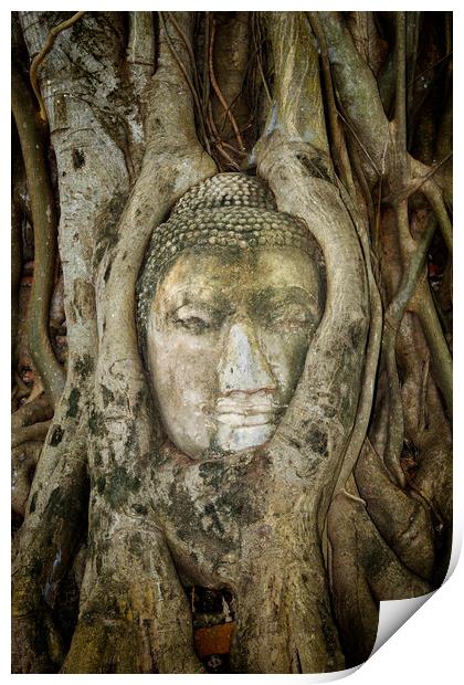 Ancient Buddha Entwined Within Tree Roots In Thailand Print by Artur Bogacki
