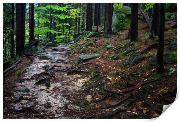 Wild Path In Mountain Forest Print by Artur Bogacki