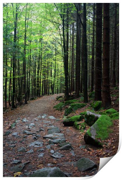 Path in Mountan Forest Print by Artur Bogacki