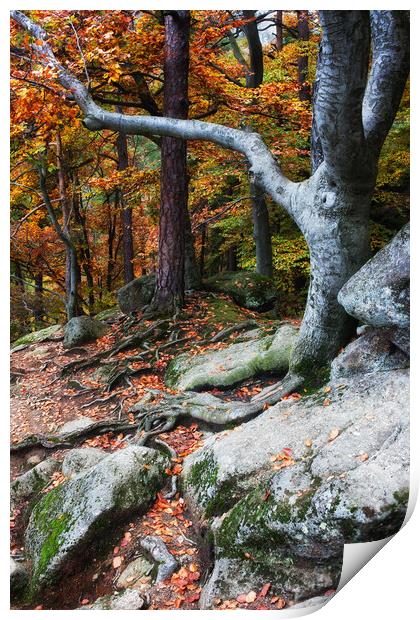 Autumn Mountain Forest Print by Artur Bogacki