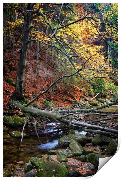 Fallen Tree Over Stream In Autumn Forest Print by Artur Bogacki