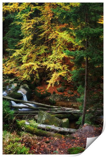 Autumn Forest Creek With Fallen Trees Print by Artur Bogacki