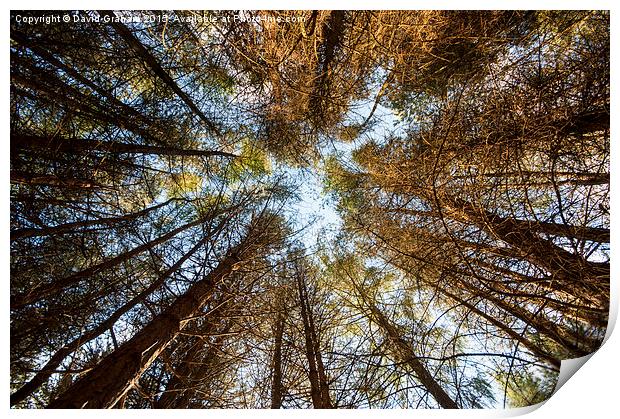 Forest Skyline - Looking up at trees in a forest Print by David Graham