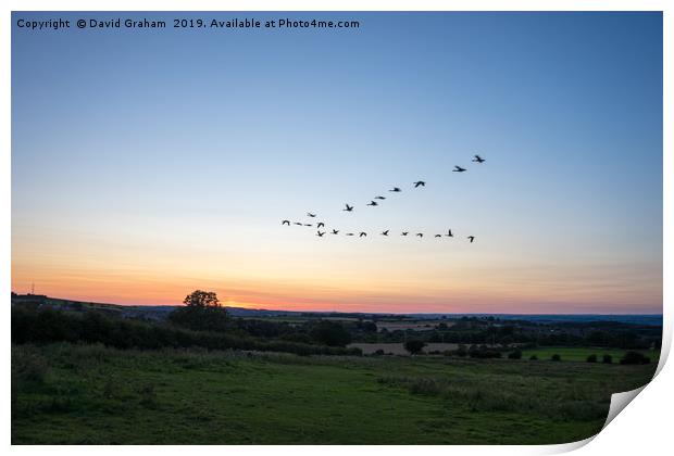 Geese flying in V formation over Silver Hills - Su Print by David Graham