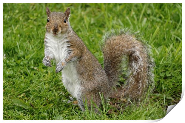 Happy Smiling Grey Squirrel Print by Sarah Ball