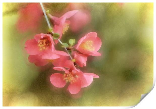 Pink Flowers with a Texture Print by Sarah Ball