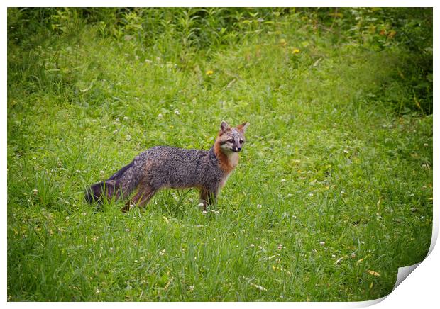 Pennsylvania Grey Fox Print by Sarah Ball