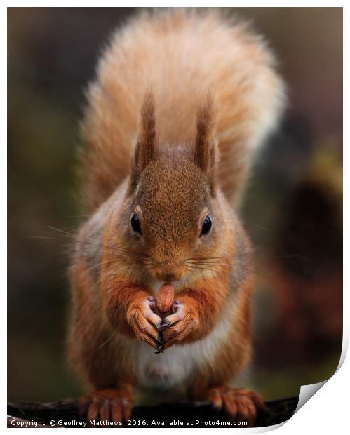 Red Squirrel Feeding Print by Geoffrey Matthews