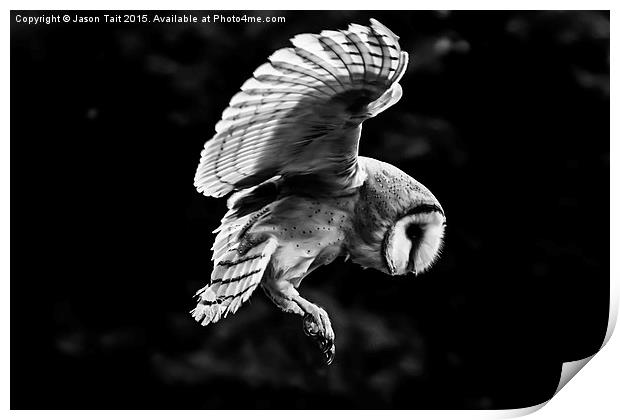  Mono  Barn Owl in Flight Print by Jason Tait