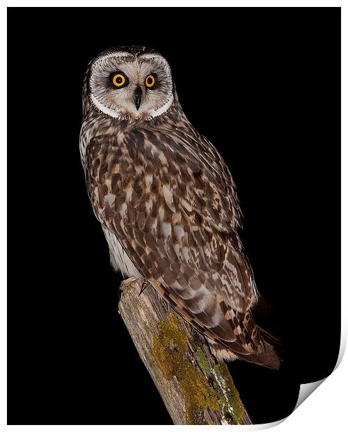  short eared owl Print by mark chidwick