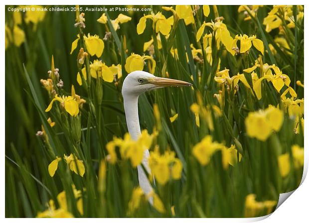  peek a boo Print by mark chidwick