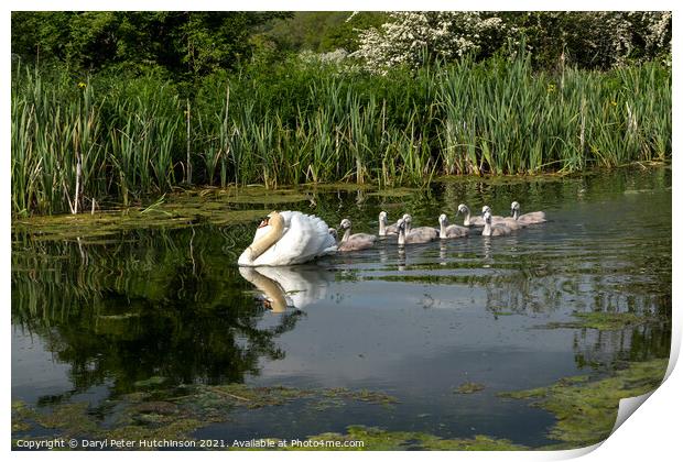 Swan and cygnets Print by Daryl Peter Hutchinson