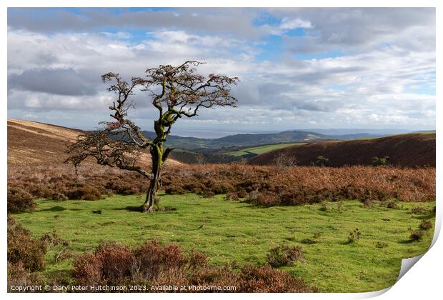 A Hawthorn tree on Exmoor Print by Daryl Peter Hutchinson
