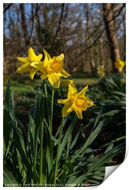Spring time daffodils Print by Daryl Peter Hutchinson
