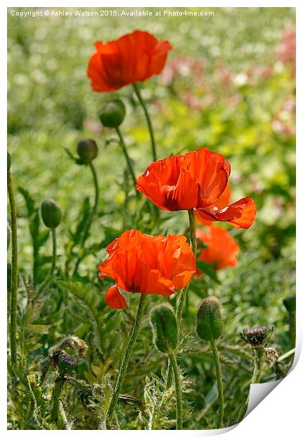  Sunny Red Poppies Print by Ashley Watson