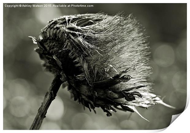  Windswept Artichoke Print by Ashley Watson