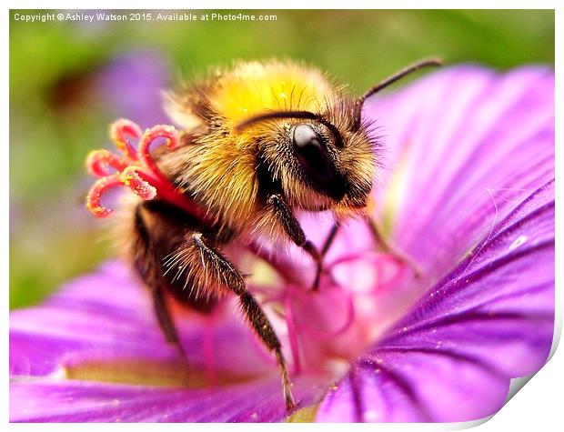  Bee on Pink Print by Ashley Watson