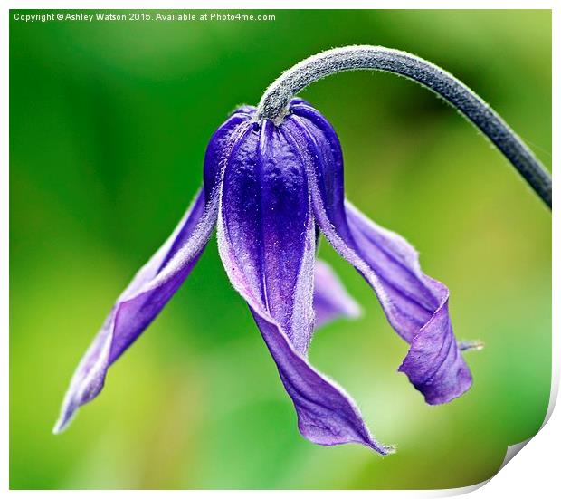  Clematis Beauty Print by Ashley Watson