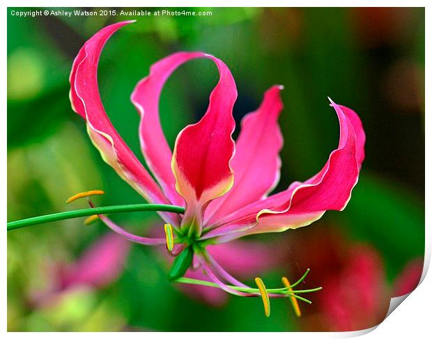 Beautiful Pink Lily Print by Ashley Watson