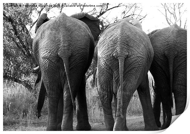 Elephants bums Print by Petronella Wiegman