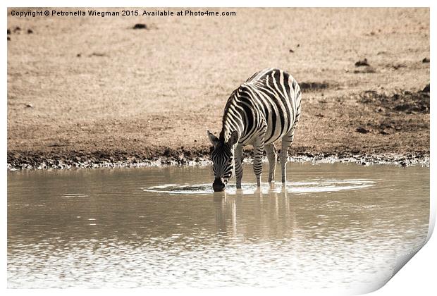  Drinking zebra Print by Petronella Wiegman