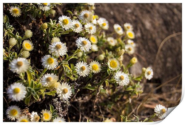 White Everlasting flowers Print by Petronella Wiegman