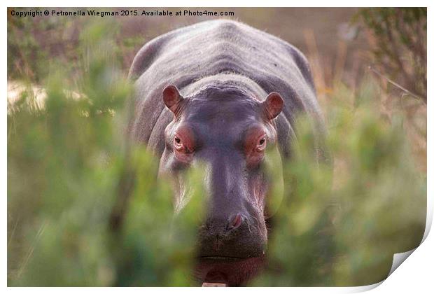  Hippo Print by Petronella Wiegman