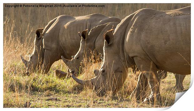 1, 2, 3 white rhinos Print by Petronella Wiegman