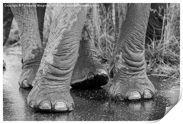  Elephants feet Print by Petronella Wiegman