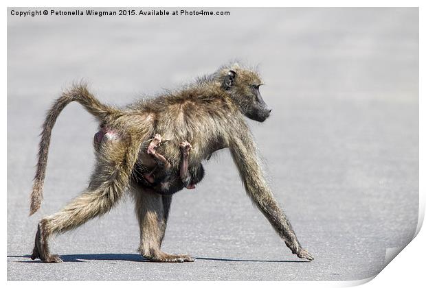  Baboon mom and baby Print by Petronella Wiegman