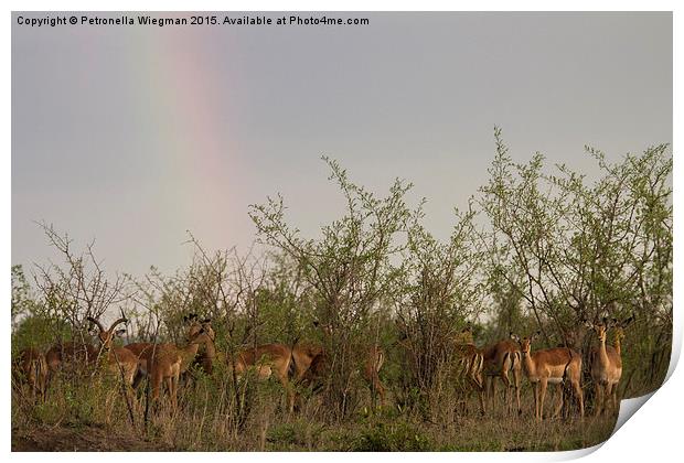 Impalas under rainbow Print by Petronella Wiegman