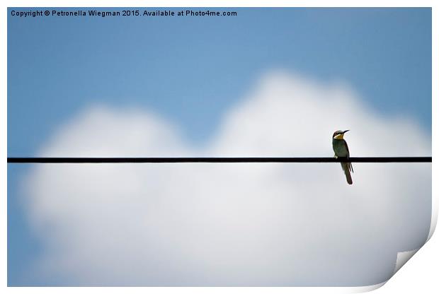  Bee eater Print by Petronella Wiegman