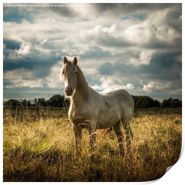  White Horse of Figham  Print by Neil Cameron