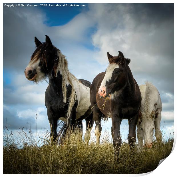  Wild Ponies  Print by Neil Cameron