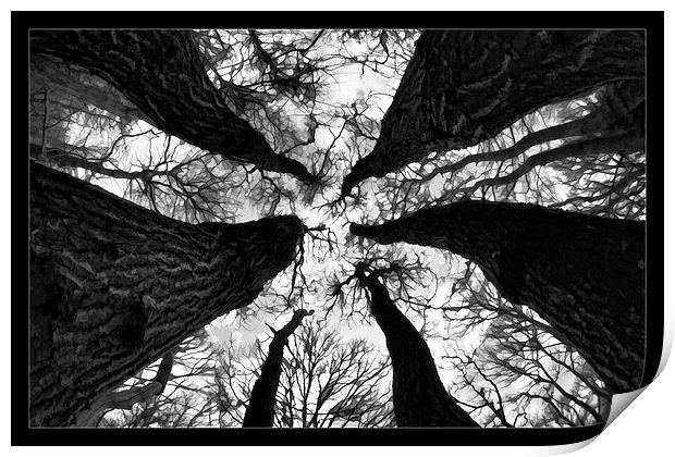   Spooky trees Print by David Portwain