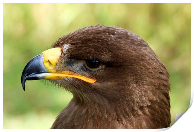 Harris Hawk Side Profile Print by Kieron Butler