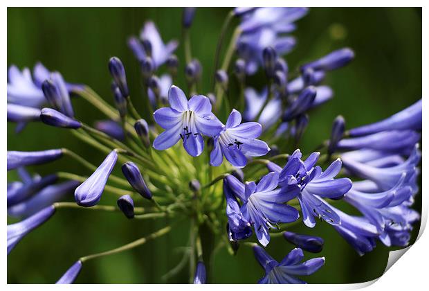  Beautiful Blue Flower Print by Kieron Butler