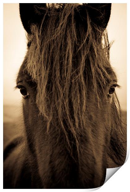 Portrait of a Shropshire horse on an autumnal day Print by Julian Bound