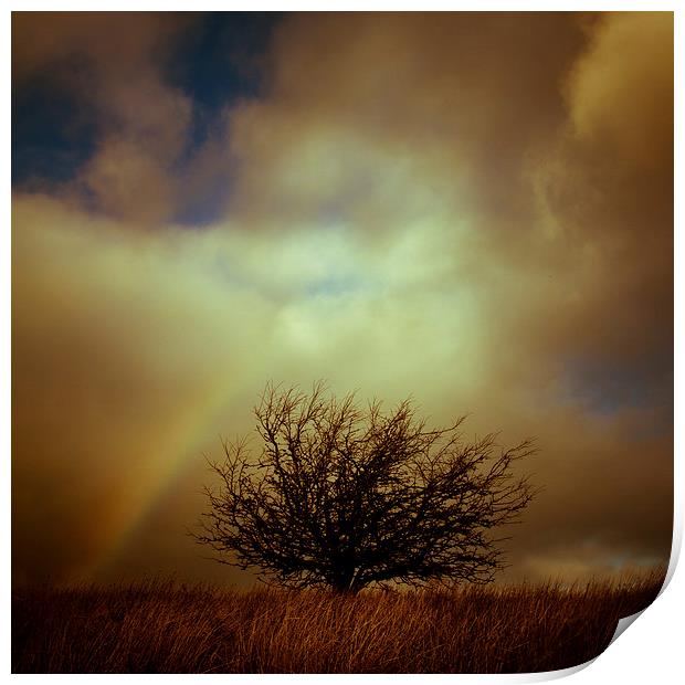 Shropshire landscape with lone tree and rainbow Print by Julian Bound