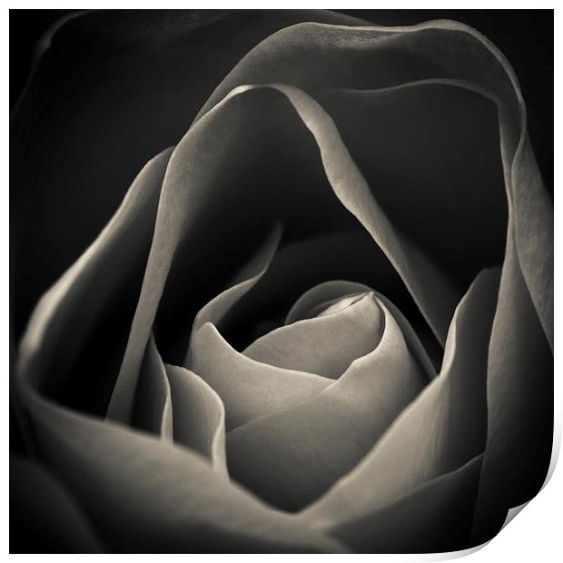 Delicate rose petals in black and white Print by Julian Bound