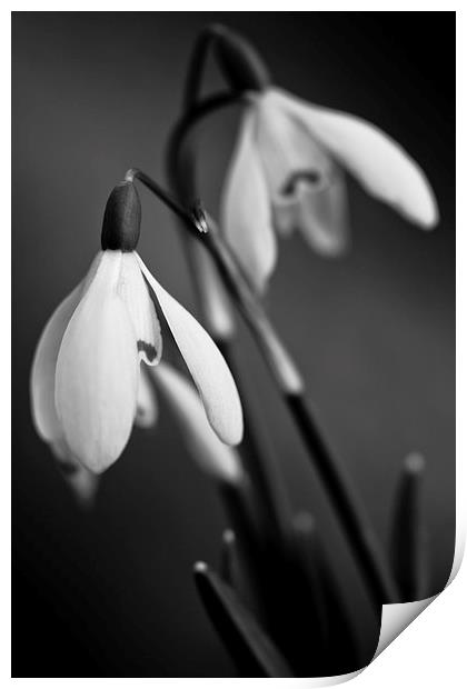 Snowdrops in black and white Print by Julian Bound