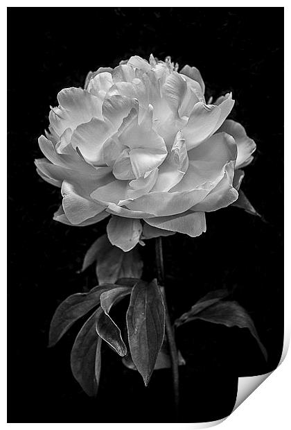  Flower in black and white Print by Julian Bound