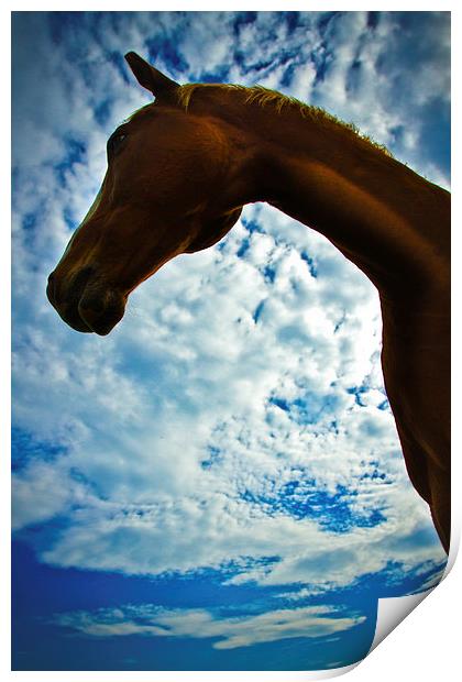 Portrait of a horse in summer with blue skies Print by Julian Bound