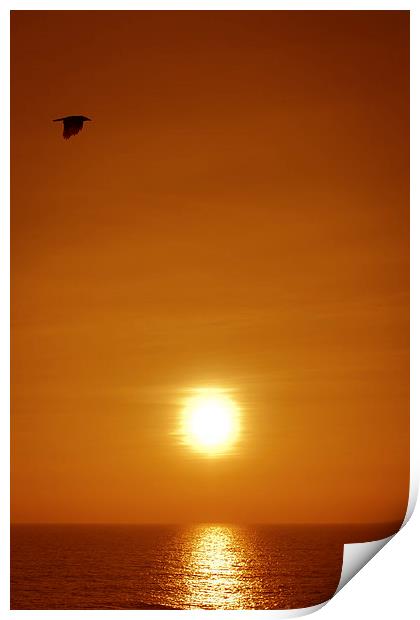   A Goa bird at sunset over looking the ocean from Print by Julian Bound