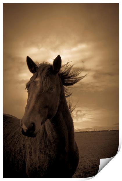  Horse in sepia, Shropshire, England Print by Julian Bound